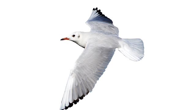 White Seagull Bird Flying 5K Wallpapers.v1